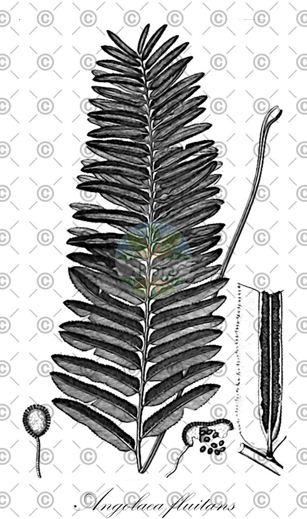 HistAbb_wfo-0000536542_509_ENZY_Simple | Historische Abbildung von Angolaea fluitans - Podostemaceae | Historical Illustration of Angolaea fluitans - Podostemaceae