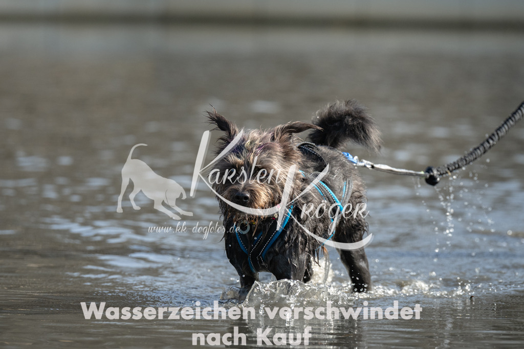 1304_ZZ94480 | kk-dogfotos