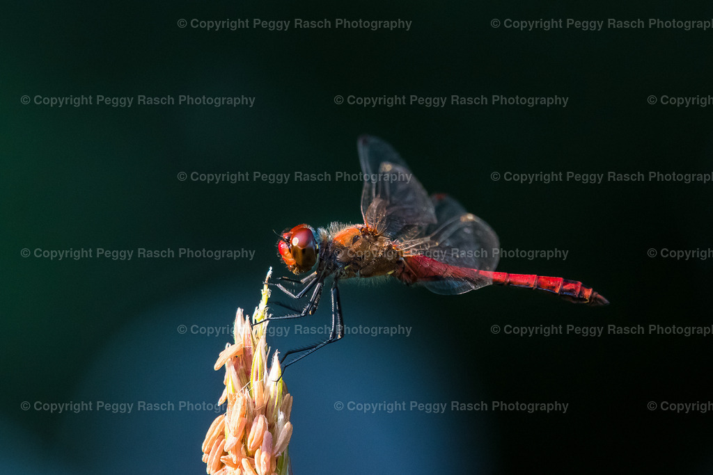 Libellen | PeggyRaschPhotography - Realisiert mit Pictrs.com