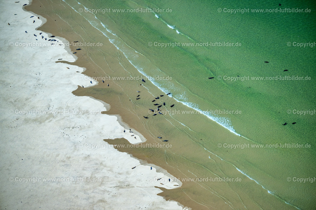 Sylt_Hörnum_Robben_und_Seehundbänke_ELS_5649130825 | SANDBANK VOR AMRUM SYLT 21.06.2025 Seehunde, Kegelrobben auf einer Sandbank- Landfläche in der Meeres- Wasseroberfläche Nordsee vor Amrum im Bundesland Schleswig-Holstein. // Seals on one area in the sea water surface North Sea in front of Amrum in the state Schleswig-Holstein. Foto: Martin Elsen