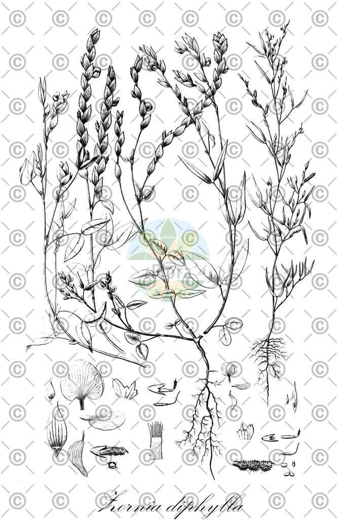 HistAbb_wfo-0000908055_1_ENZY_Simple | Historische Abbildung von Zornia diphylla - Fabaceae | Historical Illustration of Zornia diphylla - Fabaceae
