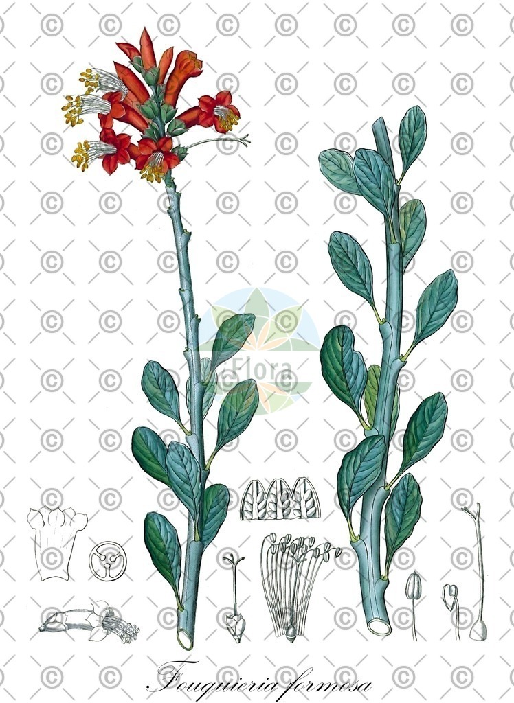 HistAbb_wfo-0000691837_1_ENZY_Simple | Historische Abbildung von Fouquieria formosa - Fouquieriaceae | Historical Illustration of Fouquieria formosa - Fouquieriaceae