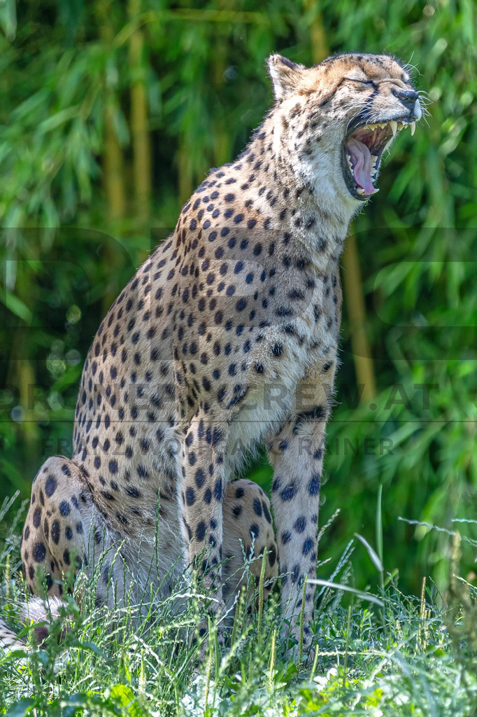 Gepard in Bewegung | Ein Gepard durchstreift das hohe Gras. Kraft, Eleganz und Geschwindigkeit vereinen sich in diesem Moment der Wildtierfotografie. - Realisiert mit Pictrs.com