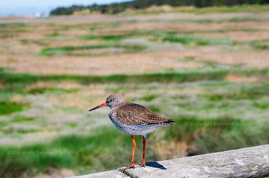 Küstenvogel Rotschenkel | Ein Vogel der Art Rotschenkel sitzt auf einem Holzgeländer neben einer Wiesenlandschaft. - Realisiert mit Pictrs.com