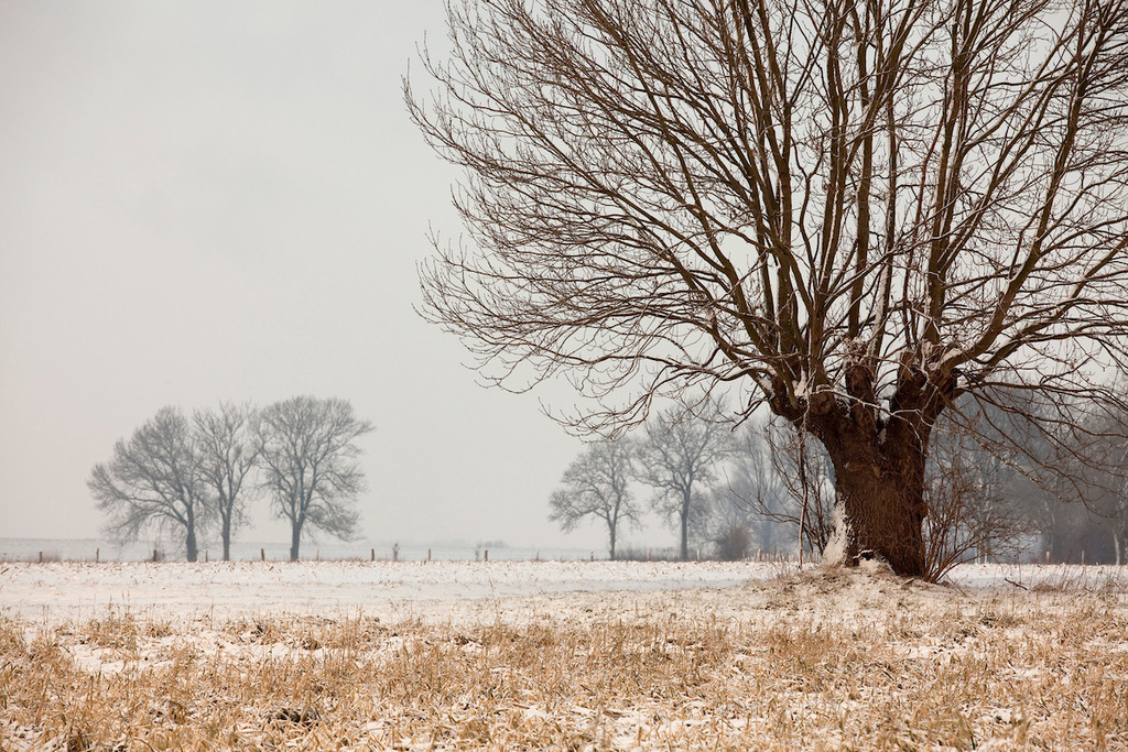 100103-125 | Europa, DEU, Deutschland, Nordrhein Westfalen, NRW, Rheinland, Niederrhein, Voerde, Naturschutzgebiet Momm-Niederung, Winter, Schnee, Typische Kopfweide, Kategorien und Themen, Natur, Umwelt, Landschaft, Jahreszeiten, Stimmungen, Landschaftsfotografie, Landschaften, Landschaftsphoto, Landschaftsphotographie, Naturschutz, Naturschutzgebiete, Landschaftsschutz, Biotop, Biotope, Landschaftsschutzgebiete, Landschaftsschutzgebiet, Oekologie, Oekologisch, Typisch, Landschaftstypisch, Landschaftspflege....[Fuer die Nutzung gelten die jeweils gueltigen Allgemeinen Liefer-und Geschaeftsbedingungen. Nutzung nur gegen Verwendungsmeldung und Nachweis. Download der AGB unter http://www.image-box.com oder werden auf Anfrage zugesendet. Freigabe ist vorher erforderlich. Jede Nutzung des Fotos ist honorarpflichtig gemaess derzeit gueltiger MFM Liste - Kontakt, Uwe Schmid-Fotografie, Duisburg, Tel. (+49).2065.677997, ..archiv@image-box.com, www.image-box.com] - Realisiert mit Pictrs.com