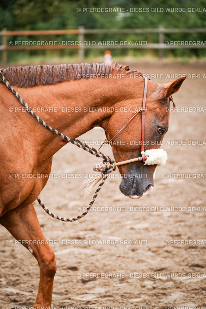 DSC02890 | Pferdegrafie