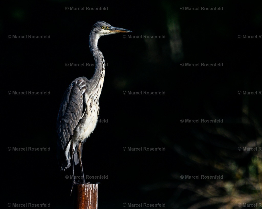 20241013_153059 | foto-rosenfeld