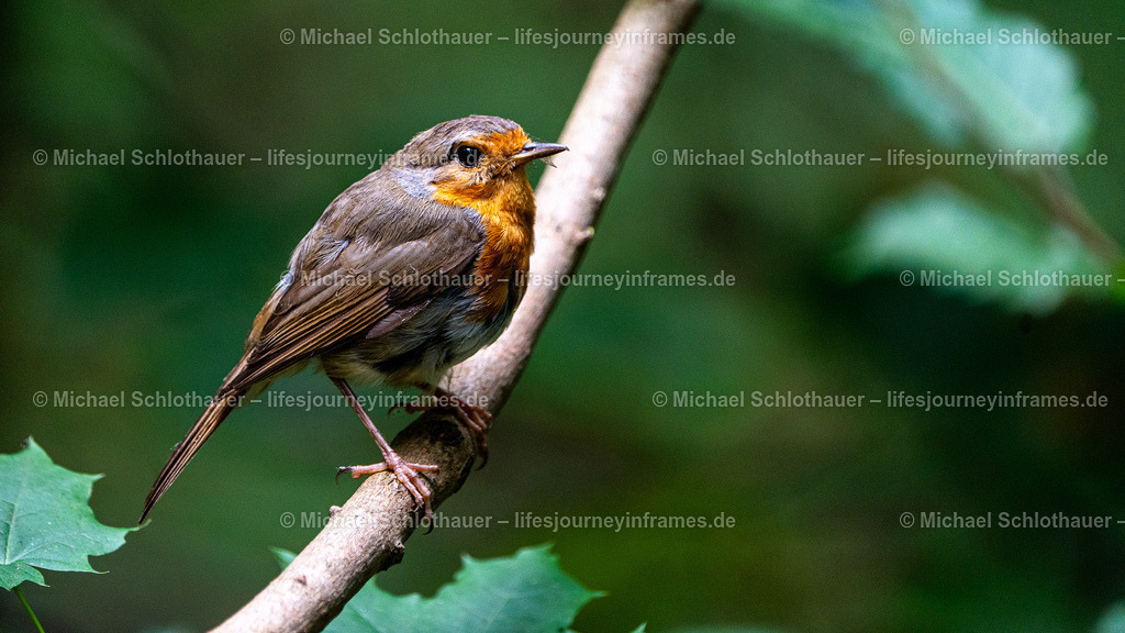 Rotkehlen | Wildlife- und Landschaftsfotografie als Wandbild, Poster & mehr. Einzigartige Naturmomente aus Neuseeland, Norwegen & weltweit – fotografiert von Michael Schlothauer. - Realisiert mit Pictrs.com