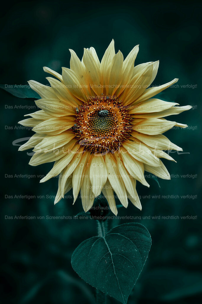 Wandbild "Sonnenblume" | People- und Tierfotografie, Imageaufnahmen, Veranstaltungsfotografie und Wandbilder aus der Natur ★ Made in Germany ✔️ Druck + Downloads ✔️ Naturfotografie in Top Qualität ★ schneller Versand, weltweite Lieferung! - Realisiert mit Pictrs.com
