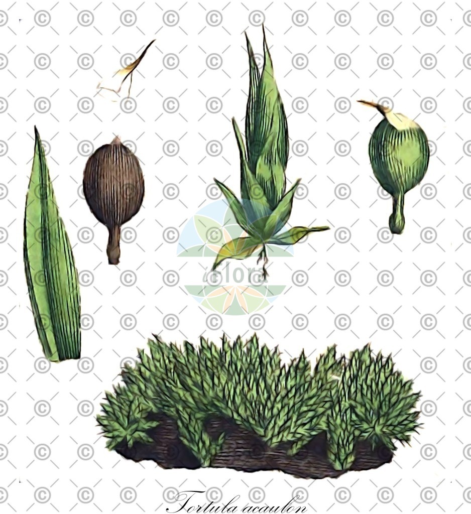 HistAbb_wfo-0001198670_1_ENZY_Simple | Historische Abbildung von Tortula acaulon - Pottiaceae | Historical Illustration of Tortula acaulon - Pottiaceae