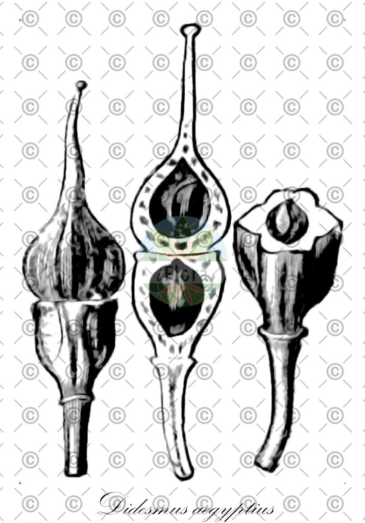 HistAbb_wfo-0000943125_1_ENZY_Simple | Historische Abbildung von Didesmus aegyptius - Brassicaceae | Historical Illustration of Didesmus aegyptius - Brassicaceae
