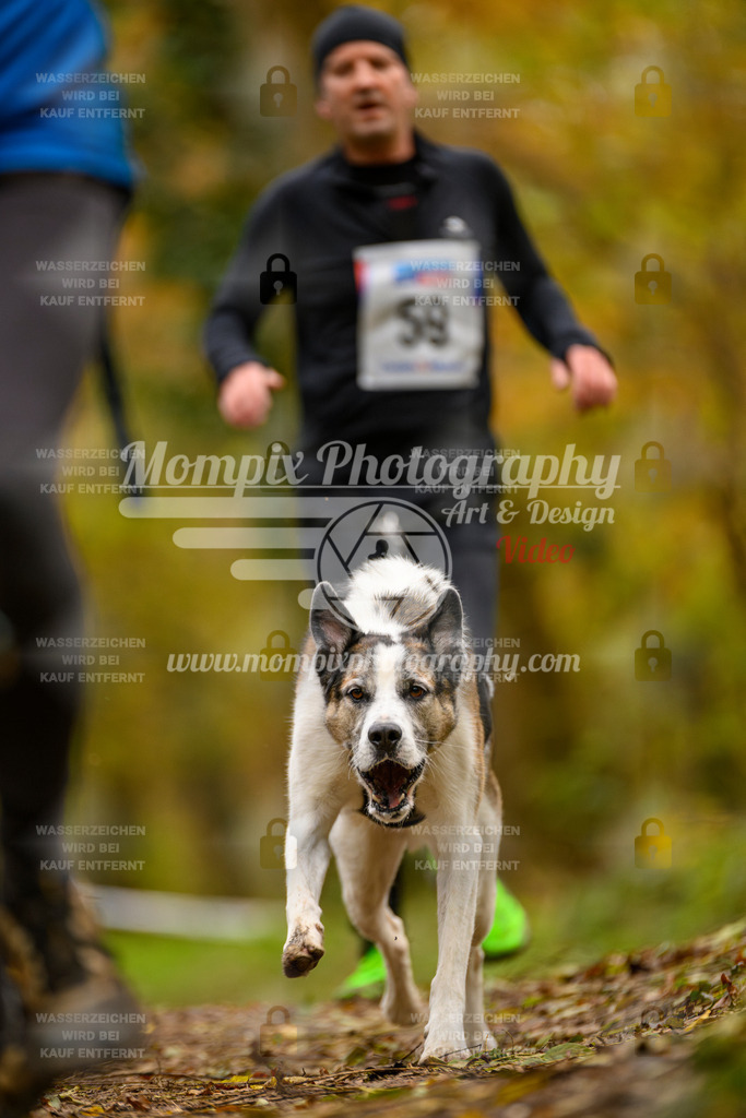 MompixPhotography_Bischwiller24_SA_Canicross-76 | PayLife