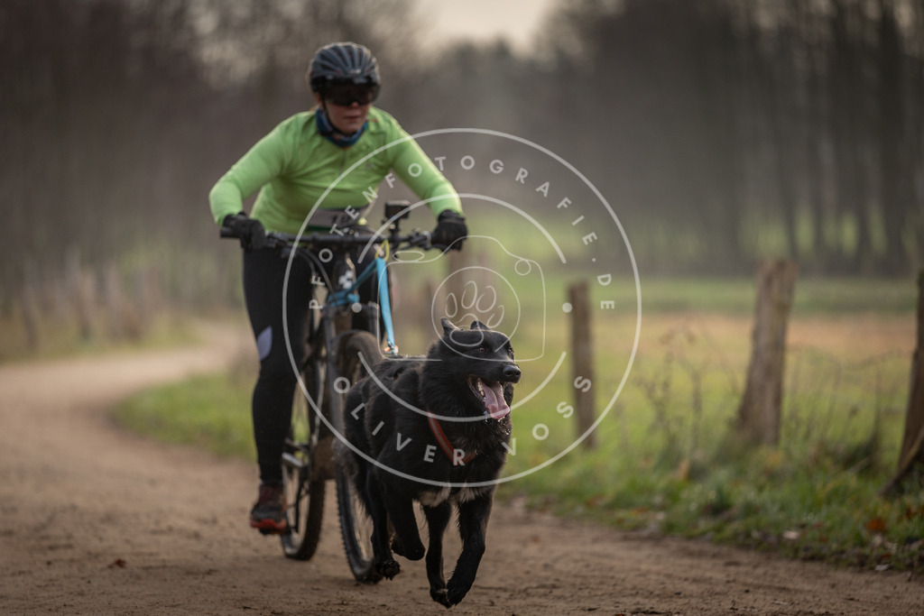 Pfotenfotografie_DV3A1950 | Hundefotografie, Tierfotograf, Pfotenfotografie, Fotoshooting Hund, Hunde Portrait, Hundesport, Hundeportraits, Heideshooting, Hunde, Sportfotograf, Hundefotograf, Turnierhundsport, THS,  - Realisiert mit Pictrs.com