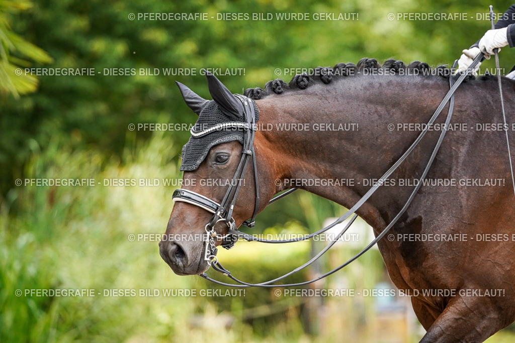 DSC06267 | Pferdegrafie