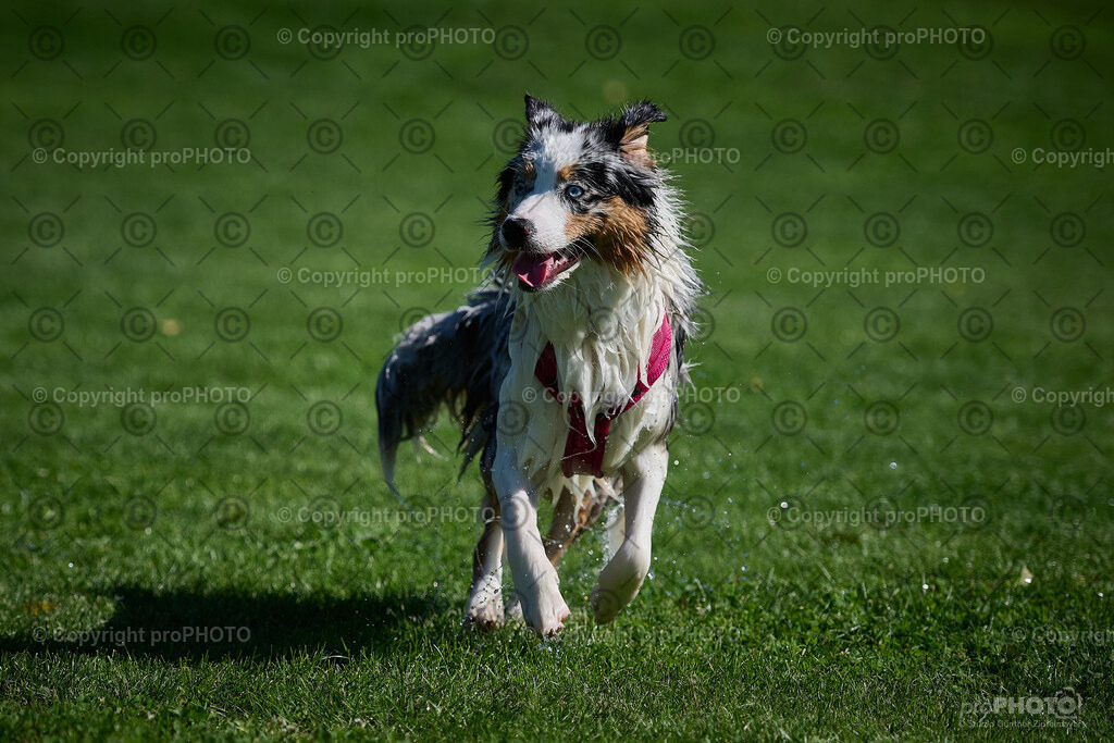 206_202509_4Hundebadetag_NZ9_2813 | proPHOTO - Realisiert mit Pictrs.com