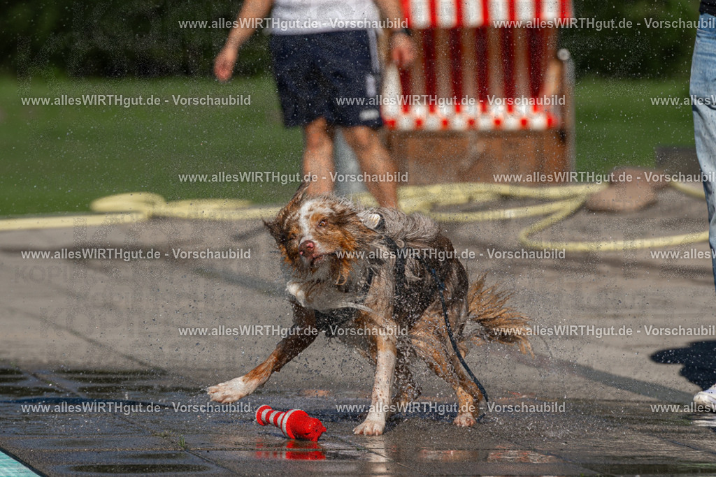 Hundeschwimmen_Volksbad_2026-allesWIRTHgut_Tierfotografie-2609061032-FAY05940 | Professionelle Tierfotografie in Mönchengladbach von Daniel Wirth (allesWIRTHgut). Liebevolle & natürliche Bilder von Hunden & Katzen für unvergessliche Erinnerungen.