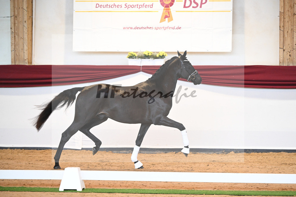 Kat-Nr. 6 v. Bohemian_Albert_66221530 | hf-fotografie - Realisiert mit Pictrs.com