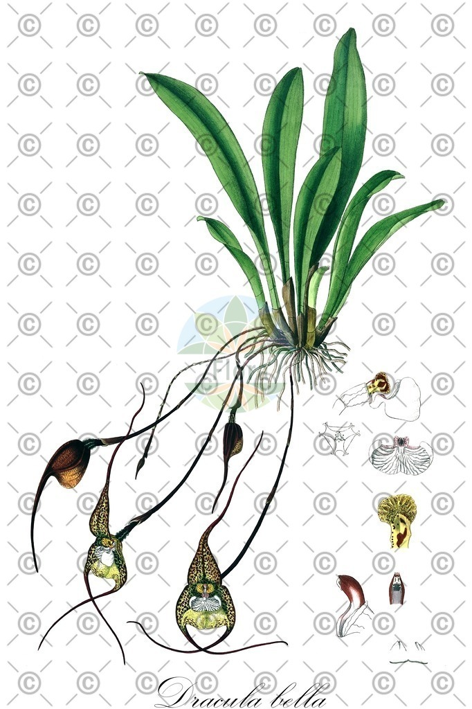 HistAbb_EMP_6412_2_SIMPLE | Historische Abbildung von Dracula bella - Orchidaceae | Historical Illustration of Dracula bella - Orchidaceae