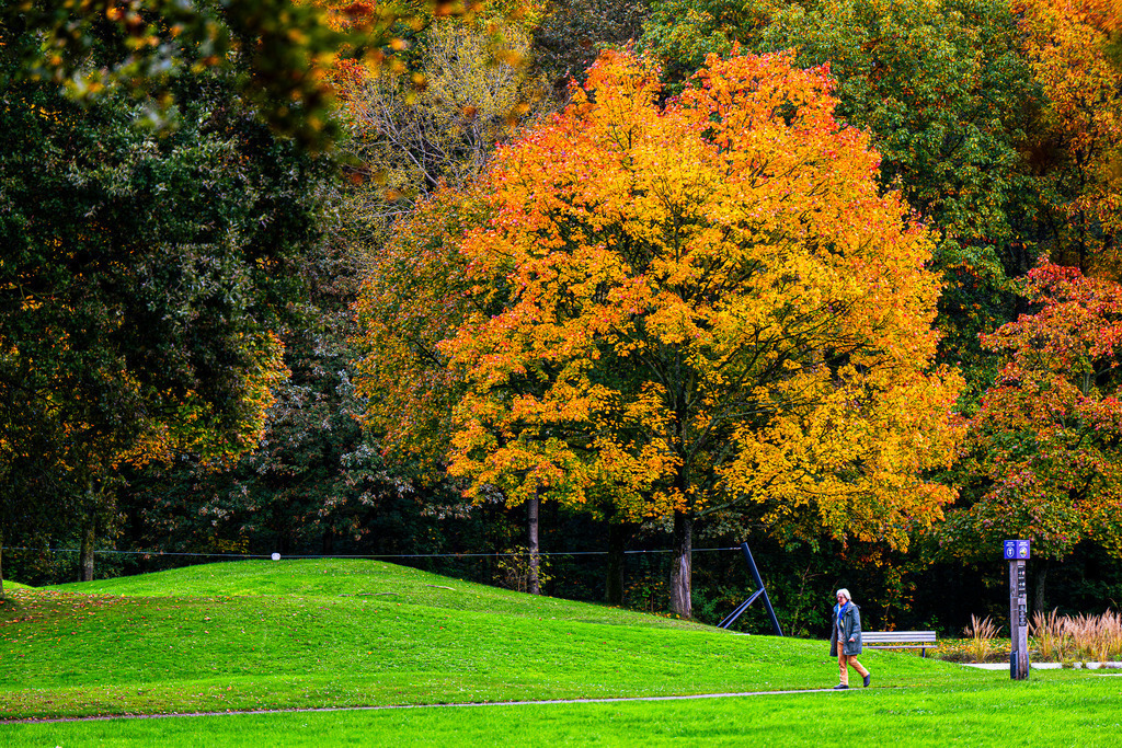 Herbstliches Farbenspiel: Spaziergang im goldenen Licht | Ein einsamer Spaziergänger taucht ein in die atemberaubende Pracht des Herbstes. Ein majestätischer Baum mit leuchtend goldgelbem und orangefarbenem Laub dominiert die Szene und bildet einen faszinierenden Kontrast zum satten Grün der sanft gewölbten Rasenfläche und den dunklen Tönen der restlichen Bäume. Die klare Luft und das warme Licht laden dazu ein, innezuhalten, durchzuatmen und die vergängliche Schönheit der Natur in vollen Zügen zu genießen. Ein Moment der Ruhe und Inspiration, der die Seele berührt und die Faszination für die bunte Jahreszeit weckt. - Realisiert mit Pictrs.com