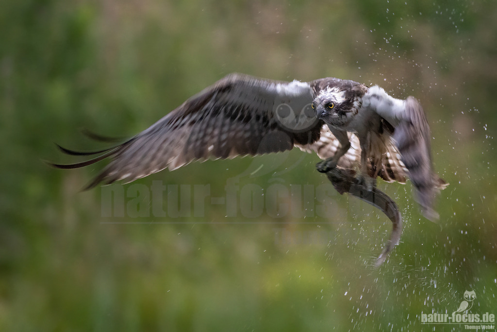 20220717051447-9 | Wie sein Name schon erahnen lässt, spezialisiert sich dieser mittelgroße Adler bei der Nahrungssuche ausschließlich auf Fisch. Deshalb trifft man ihn bei uns in der Nähe von flachen Süßwasserseen und küstennahen Brackgewässern an. - Realisiert mit Pictrs.com