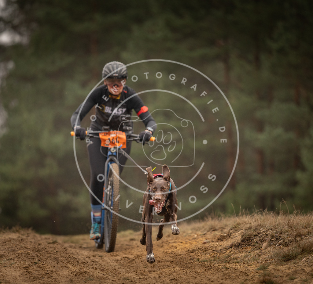 Pfotenfotografie_DV3A4362 | Hundefotografie, Tierfotograf, Pfotenfotografie, Fotoshooting Hund, Hunde Portrait, Hundesport, Hundeportraits, Heideshooting, Hunde, Sportfotograf, Hundefotograf, Turnierhundsport, THS,  - Realisiert mit Pictrs.com