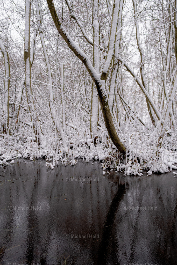 Winter im Wald | Profi-Fotos über Schleswig-Holstein und dem ganzen Norden für Büro, Hotel, Ferienhaus, Ferienwohnung, Wohnzimmer, Arztpraxis uvm. jetzt bestellen. - Realisiert mit Pictrs.com