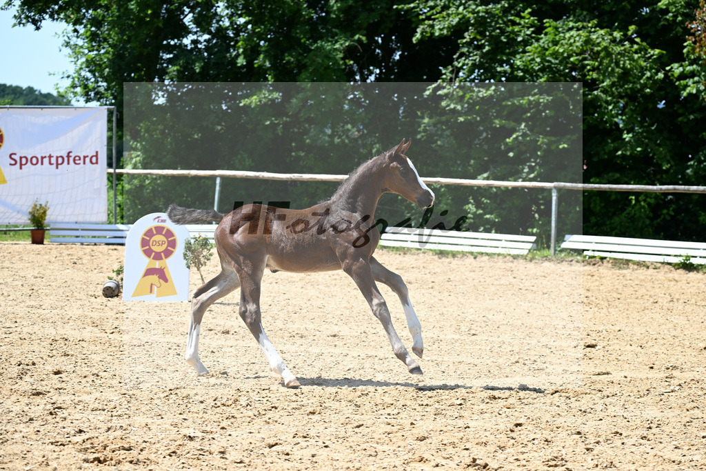 Kat-Nr. 18 Esmeraldo x Casiro I_HF_Schindele_16250437 | hf-fotografie - Realizzato con Pictrs.com