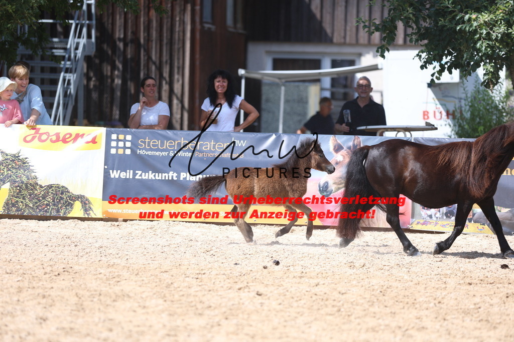 Fohlenschau_Schwäbisch_Hall_Ponys_KN 50_9 | lmwpictures - Realisiert mit Pictrs.com