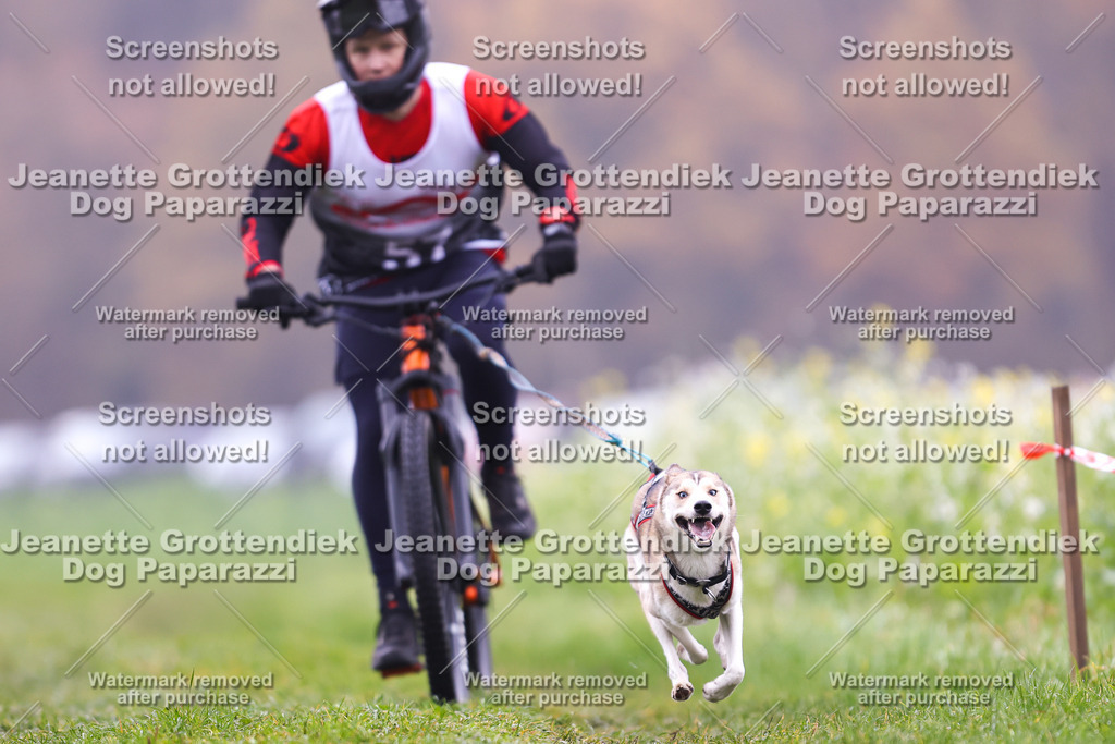 Dog Paparazzi - Visbeck 25 -185 | Dog Paparazzi Jeanette Grottendiek Fotografie & Videografie - Realisiert mit Pictrs.com