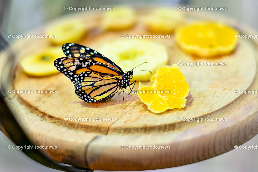 Botanischer Garten Linz_ Schmetterlinge_ 15.01.2025-4 | 15.01.2025, Botanischer Garten Linz, AUT, Schmetterlinge, im Bild tropische Schmetterlinge, Schmetterling, Falter, Natur, Tiere, Blumen, Pflanzen, Insekten, Butterfly, Exotisch, Tropenhaus, Feature, Symbolbild