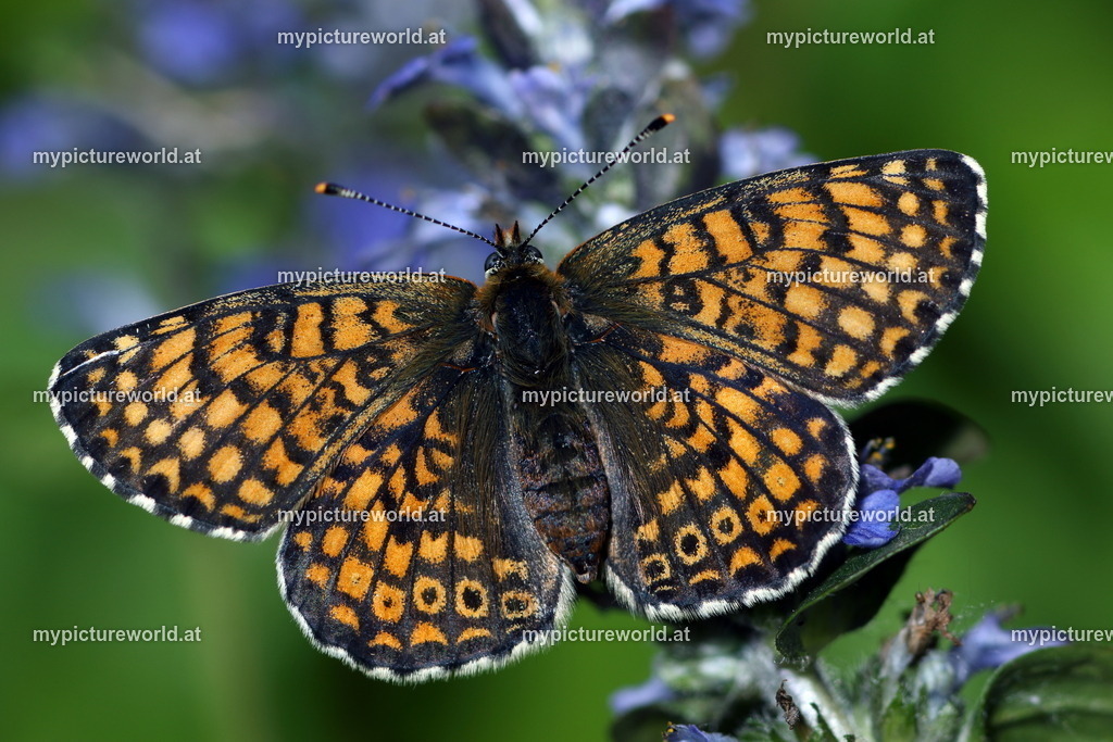 Melitaea cinxia-008 | Das Bilderarchiv über Tiere, Planzen und Landschaften. In der Bilddatenbank finden Sie ein große Auswahl an hochwertigen Bilder für Ihre Werbung - Realisiert mit Pictrs.com
