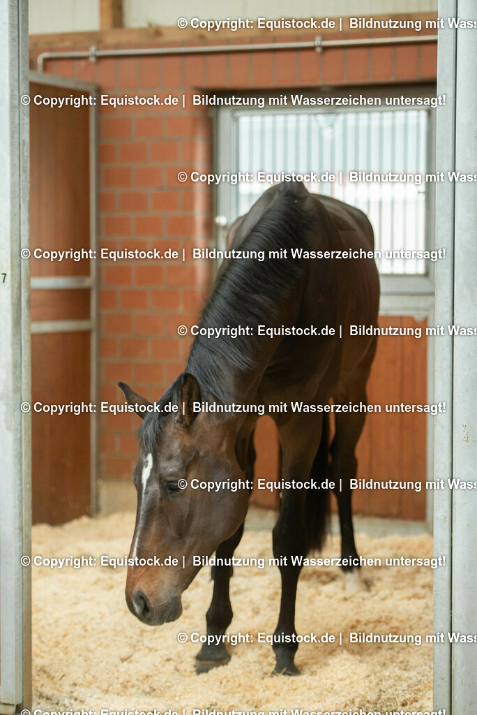 20190409_Einstreu_in_Pferdebox_0022 | Foto: Thomas Hartig