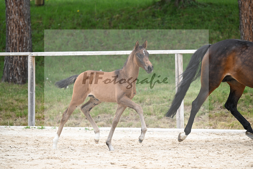 Kat-Nr. 17 SF Feliciano x Rubin Royal OLD_Haegler_24260609 | hf-fotografie - Realisiert mit Pictrs.com