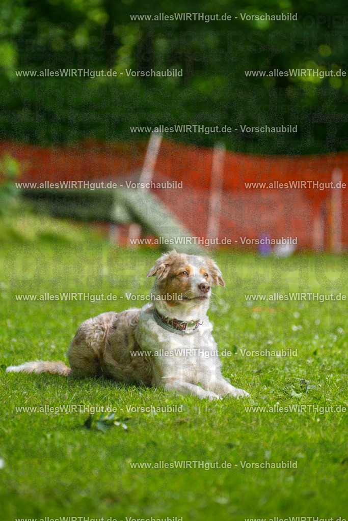 @allesWIRTHgut_Tierfotografie - www.allesWIRTHgut.de - 095949-7R507924 | Professionelle Tierfotografie in Mönchengladbach von Daniel Wirth (allesWIRTHgut). Liebevolle & natürliche Bilder von Hunden & Katzen für unvergessliche Erinnerungen.