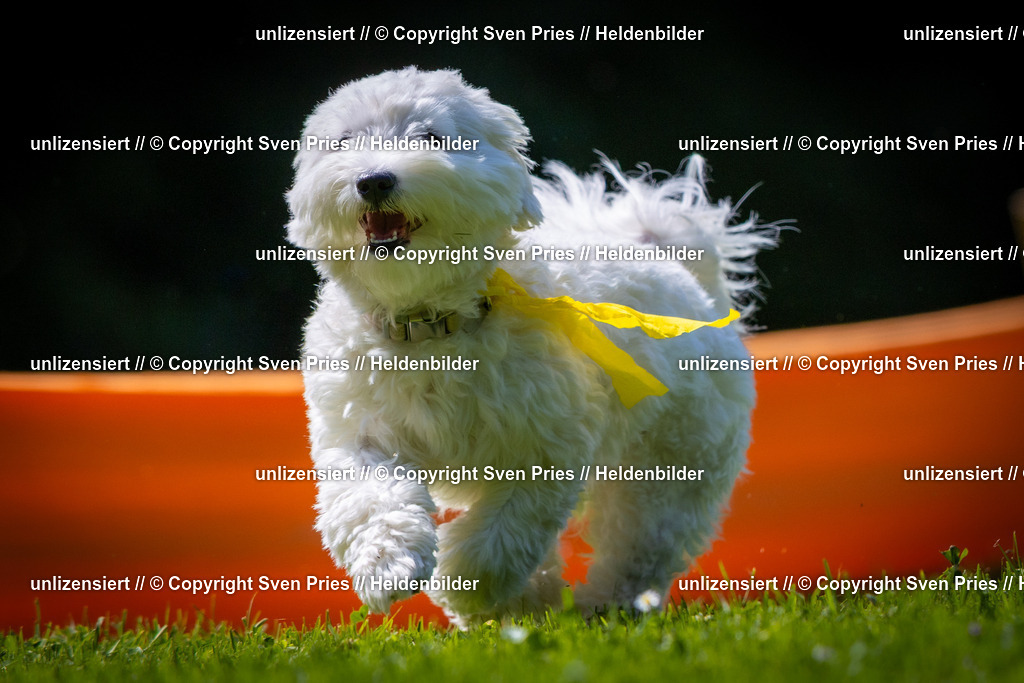 Sven Pries | 2025-08-10 - Hunderennen Durlach - Realisiert mit Pictrs.com