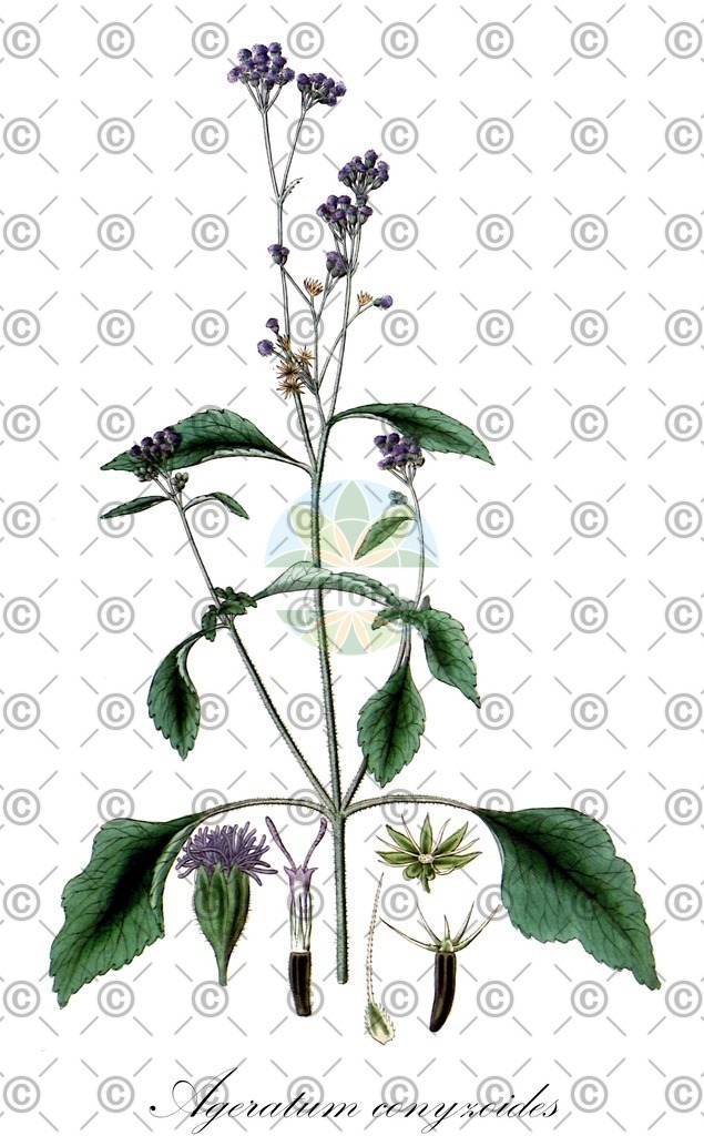 HistAbb_wfo-0000014938_1_ENZY_Simple | Historische Abbildung von Ageratum conyzoides - Asteraceae (Tropen-Leberbalsam) | Historical Illustration of Ageratum conyzoides - Asteraceae