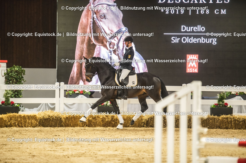20240302_Hengstvorstellung_Marbach_TOMsPiC_0380 | equistock