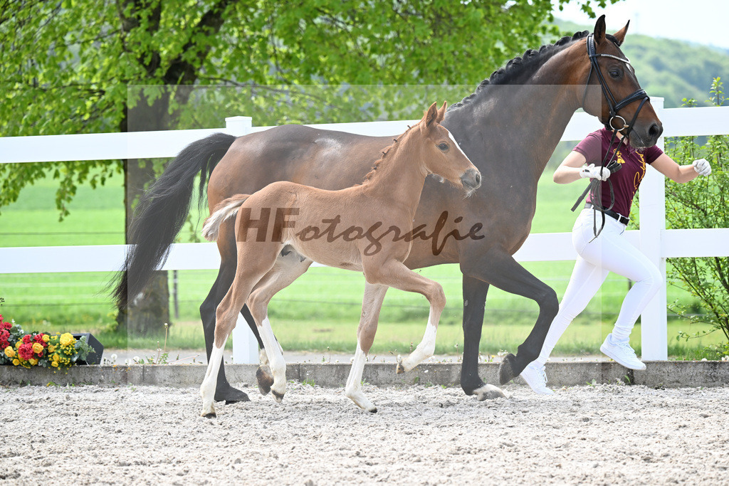 Kat-Nr. 11 HF Kannan x Conthargos_Riehm_23260334 | hf-fotografie - Realisiert mit Pictrs.com