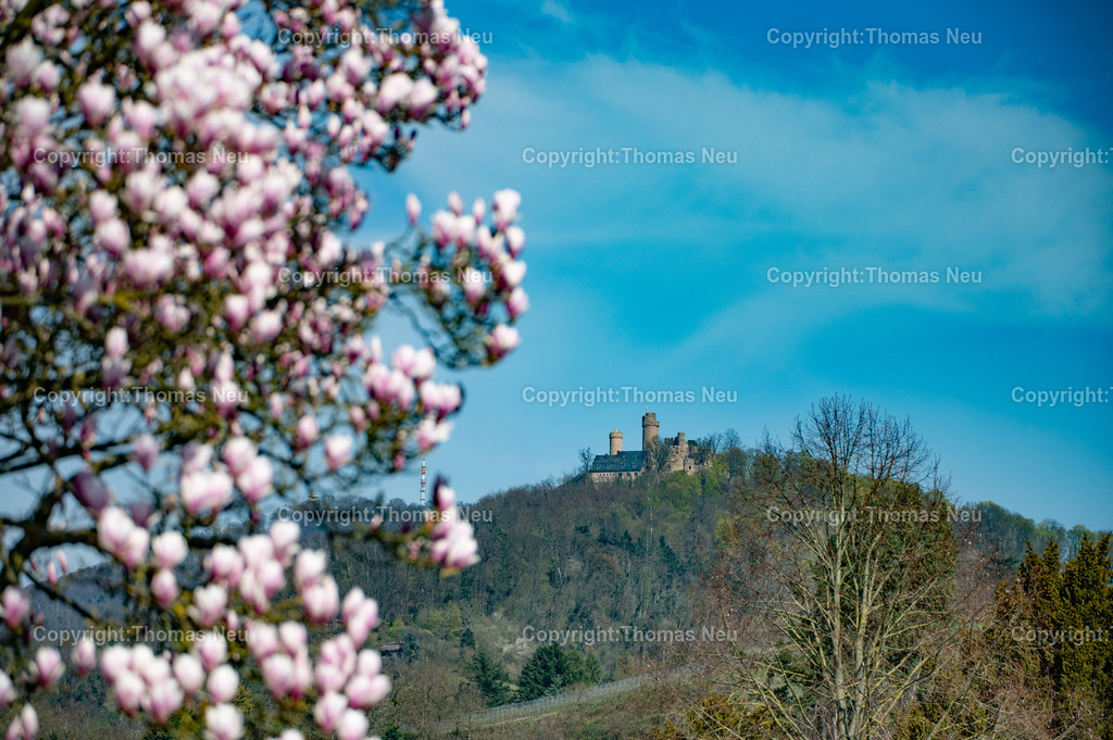 burgruine-auerbach-bensheim-magnolienbluete-bergstrasse-fruehling-Fotografie-Thomas-Neu-25-Bearbeitet Kopie | Die Aufnahme zeigt die Burgruine Auerbach bei Bensheim an der Hessischen Bergstraße im Frühling. Im Vordergrund sorgen zartrosa Magnolienblüten für eine stimmungsvolle, unscharfe Rahmung, während die historische Burganlage auf dem Melibokus-Hang klar im Hintergrund hervorsticht. Die Kombination aus Blütenpracht und mittelalterlicher Architektur vermittelt die besondere Atmosphäre der Bergstraße zur Zeit der Mandel- und Magnolienblüte. Ein klassisches Frühlingsmotiv aus Südhessen, das Natur, Geschichte und Landschaft harmonisch verbindet.,Bild: Thomas Neu
