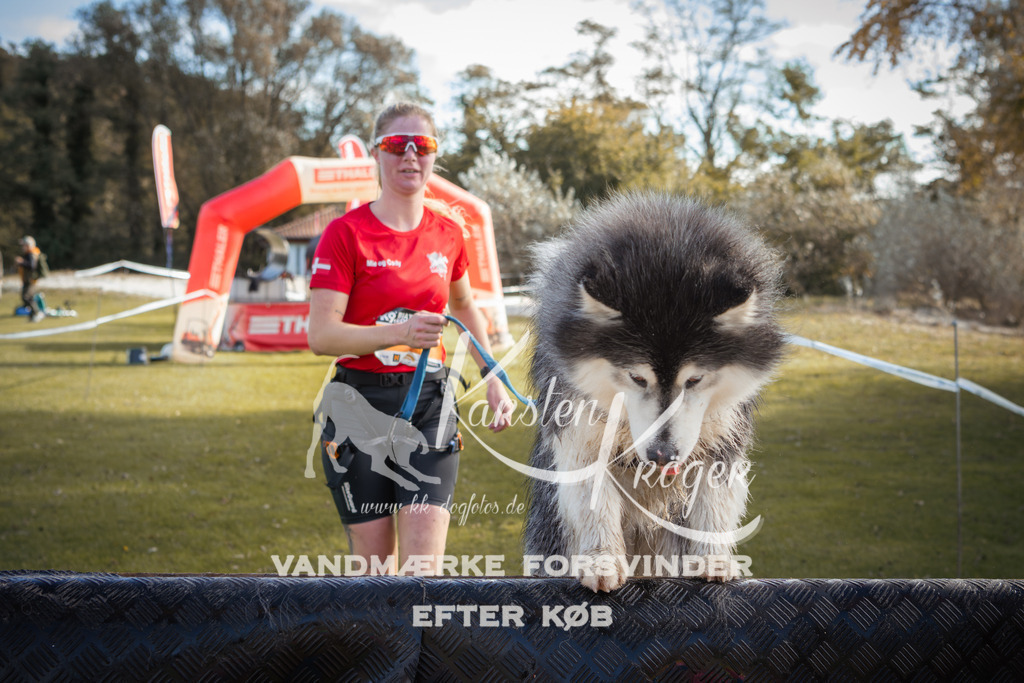 1311_ZZ99580-2 | kk-dogfotos