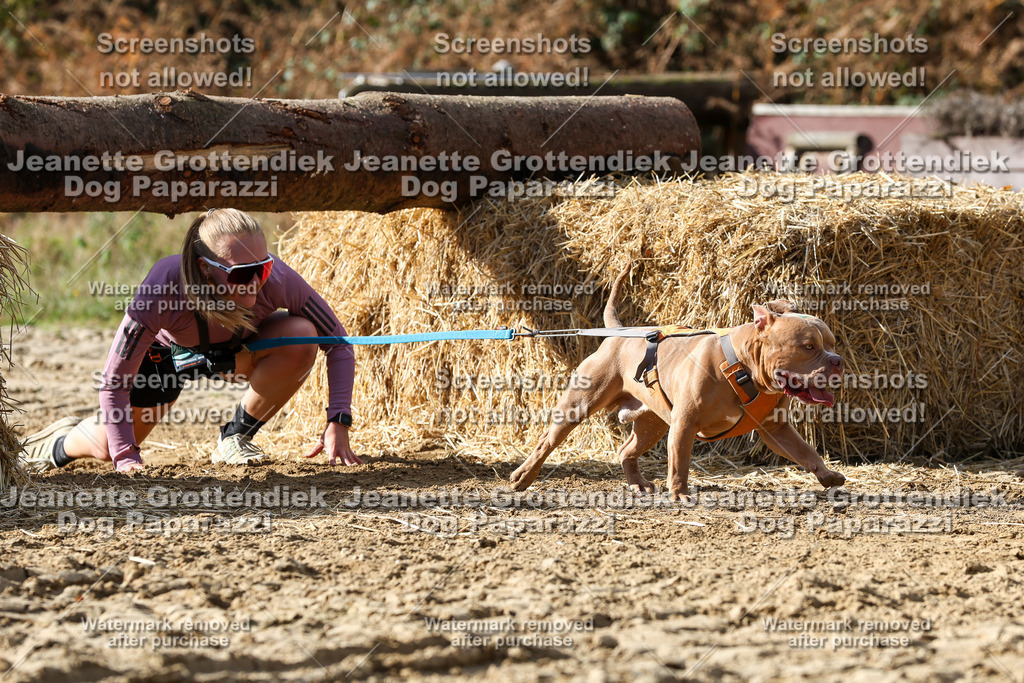 Dog Paparazzi - Strongdog 10-25-5221 | Dog Paparazzi Jeanette Grottendiek Fotografie & Videografie - Realisiert mit Pictrs.com