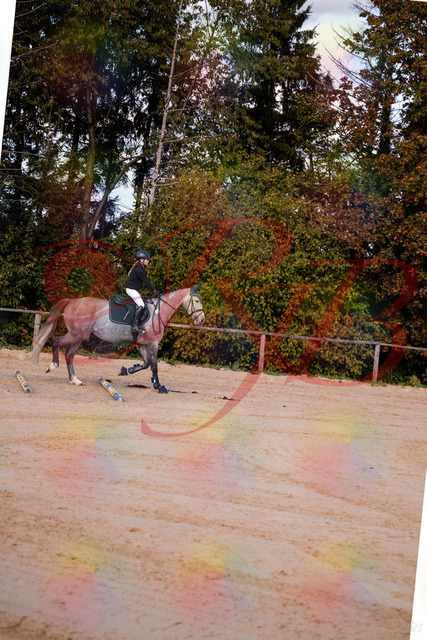 2026_10_03_Siefer-Hof_145034_Z81_28674944 | Professionelle Reitsport-, Turnier- und Eventfotografie von Robert Broda. Galerien mit ausgewählten und bearbeiteten Bildern direkt online ansehen und bestellen.
