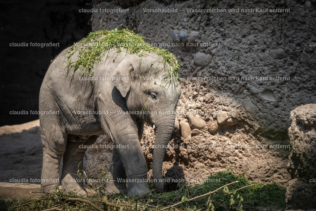 DSC_4594 | 11.05.2022; Inland; Zuerich - Zoo Zuerich;
Ein kleiner Asiatischer Elefant im Kaeng Krachan Elefantenpark des Zoos Zürich 
(Claudia Minder/claudia-fotografiert)
