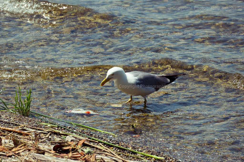 Möwe beim roten Fisch | Willkommen im Shop von Photography Sascha Staub. Hier findest du alle Fotos und Medieninhalten von Sascha Staub. In diesem Shop kannst du Lizenzen zu den Fotos, Drucke und Gutscheine für den Shop erwerben.  - Realisiert mit Pictrs.com