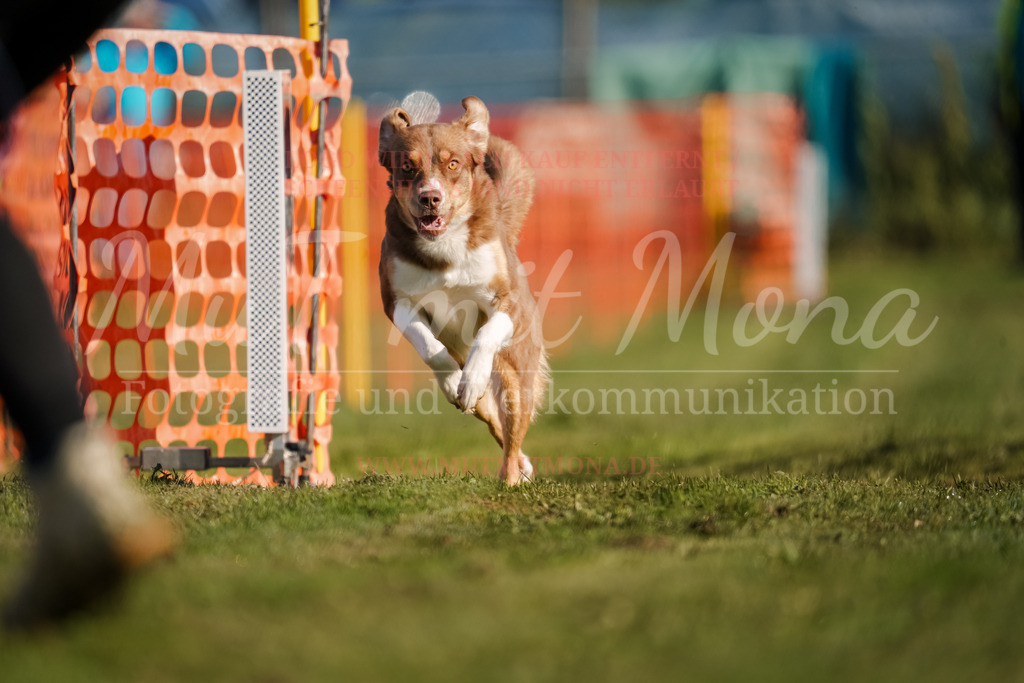 20250928_Hunderennen-41 | MuT (Mensch und Tier) mit Mona - Fotografie und Tierkommunikation - Realisiert mit Pictrs.com