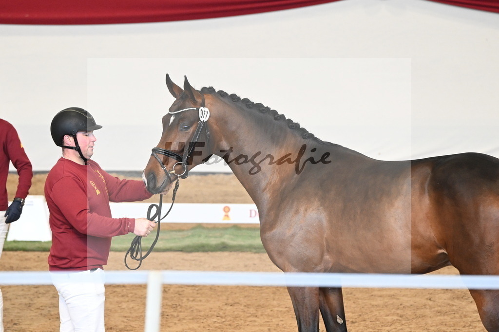 Kat.-Nr. 77 v. Taurus_Casper und Eulich_3261040 | hf-fotografie - Realisiert mit Pictrs.com