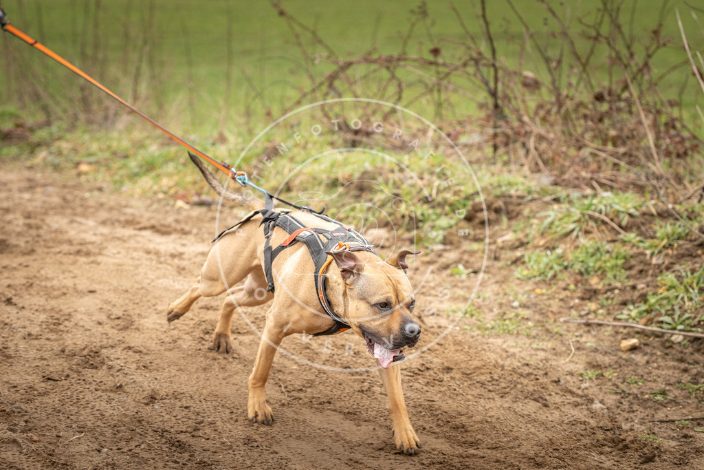 DV3A2499 | Hundefotografie, Tierfotograf, Pfotenfotografie, Fotoshooting Hund, Hunde Portrait, Hundesport, Hundeportraits, Heideshooting, Hunde, Sportfotograf, Hundefotograf, Turnierhundsport, THS,  - Realisiert mit Pictrs.com