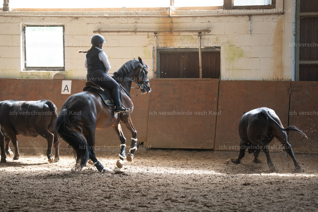 WL_COW_58_SinaFilmArt_IN03885 | working equitationturnier fotograf videograf stoibphotography marixx film working equitation deutschland reitsport turnierfotografie eventfotografie equestrian events