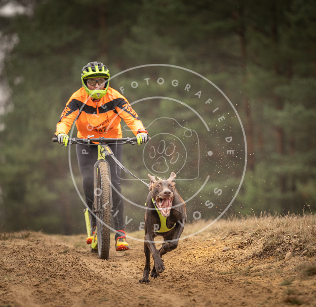 Pfotenfotografie_DV3A4426 | Hundefotografie, Tierfotograf, Pfotenfotografie, Fotoshooting Hund, Hunde Portrait, Hundesport, Hundeportraits, Heideshooting, Hunde, Sportfotograf, Hundefotograf, Turnierhundsport, THS,  - Realisiert mit Pictrs.com