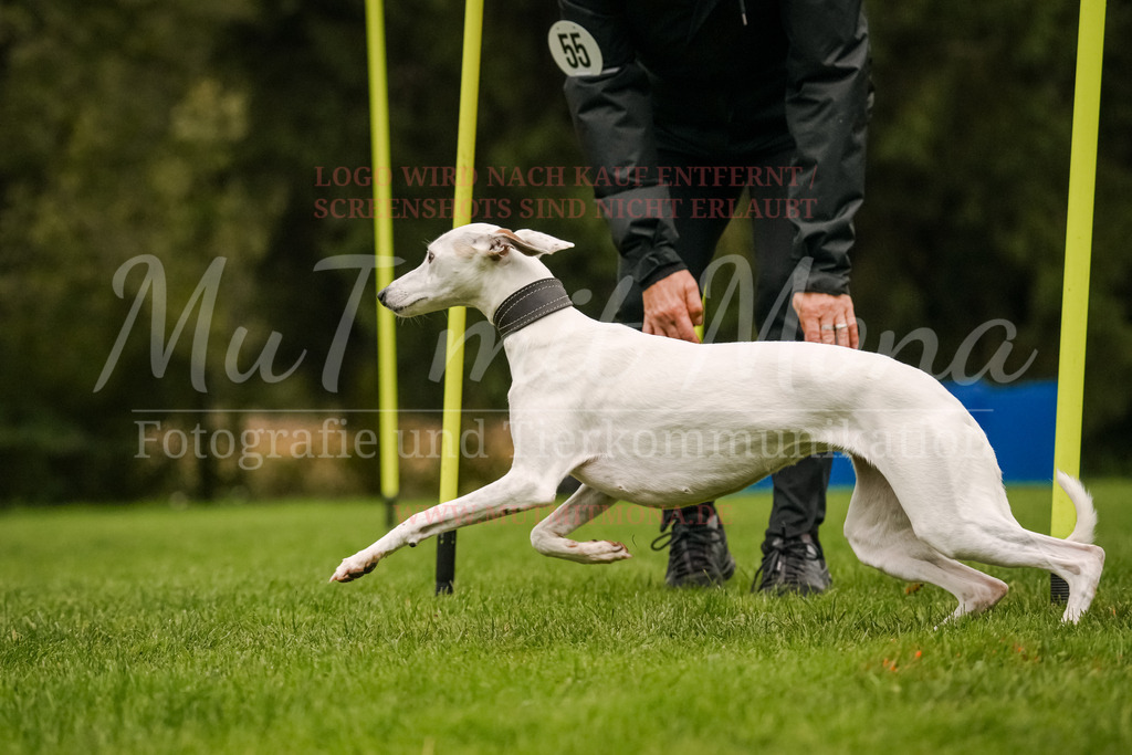 20251005_THS_Turnier-515 | MuT (Mensch und Tier) mit Mona - Fotografie und Tierkommunikation - Realisiert mit Pictrs.com